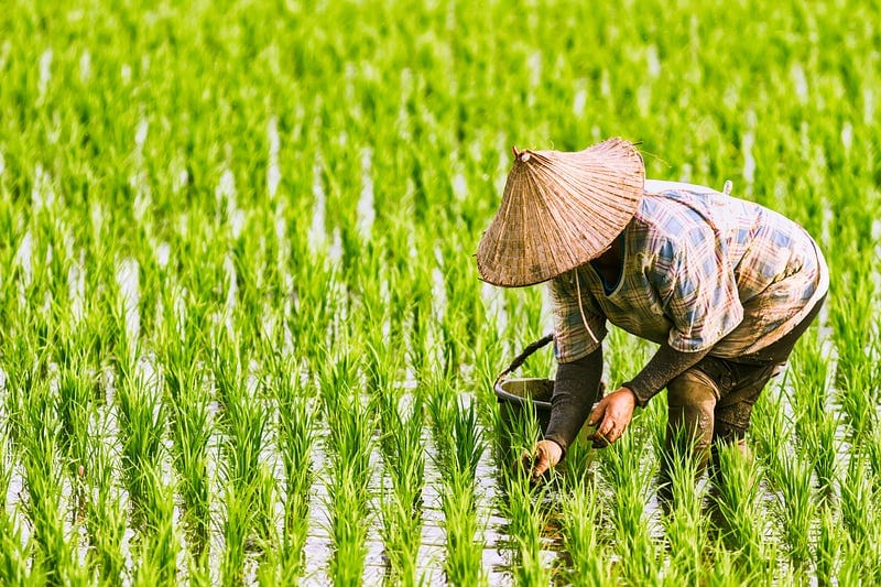 A farmer working in a rice paddy in Asia, illustrating the complexity of the regional food system.